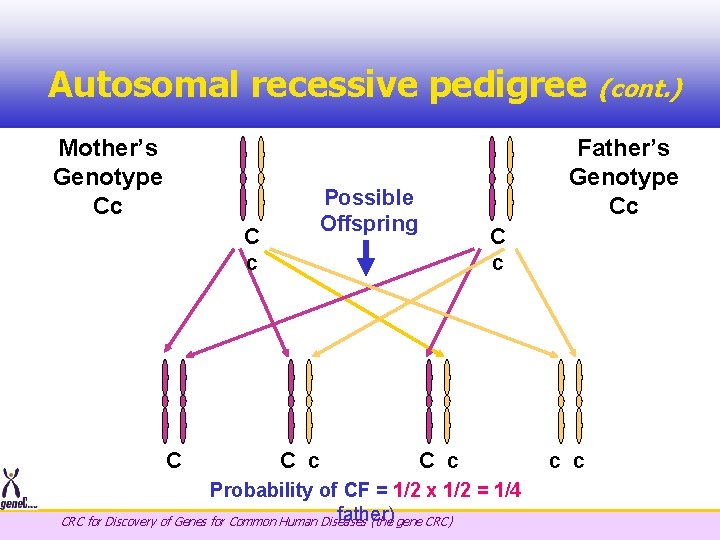 Autosomal recessive pedigree Mother’s Genotype Cc C c Possible Offspring (cont. ) Father’s Genotype