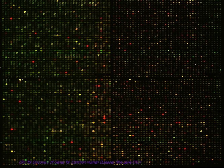 DNA Chips CRC for Discovery of Genes for Common Human Diseases (the gene CRC)