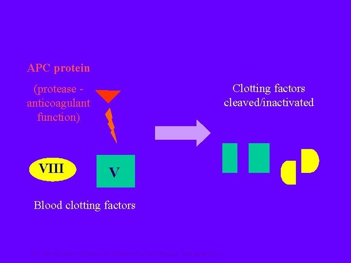 APC protein Clotting factors cleaved/inactivated (protease anticoagulant function) VIII V Blood clotting factors CRC