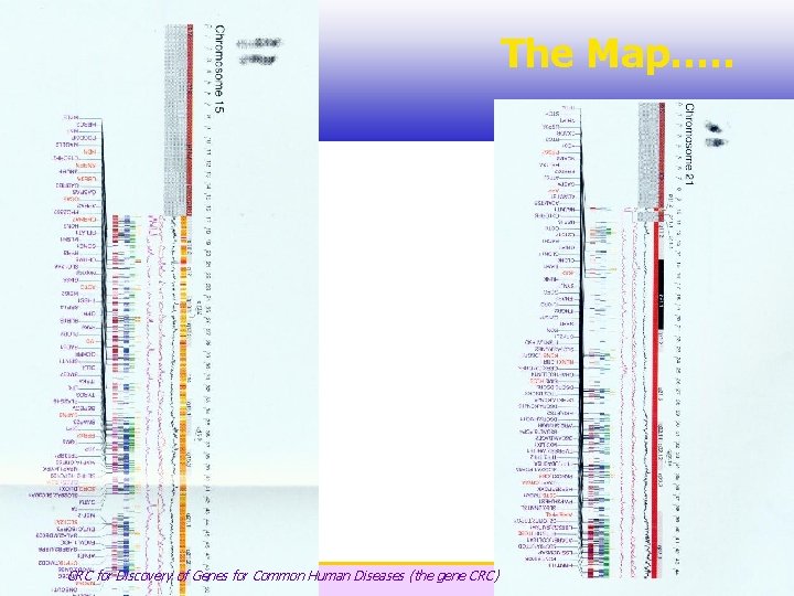 The Map…. . CRC for Discovery of Genes for Common Human Diseases (the gene