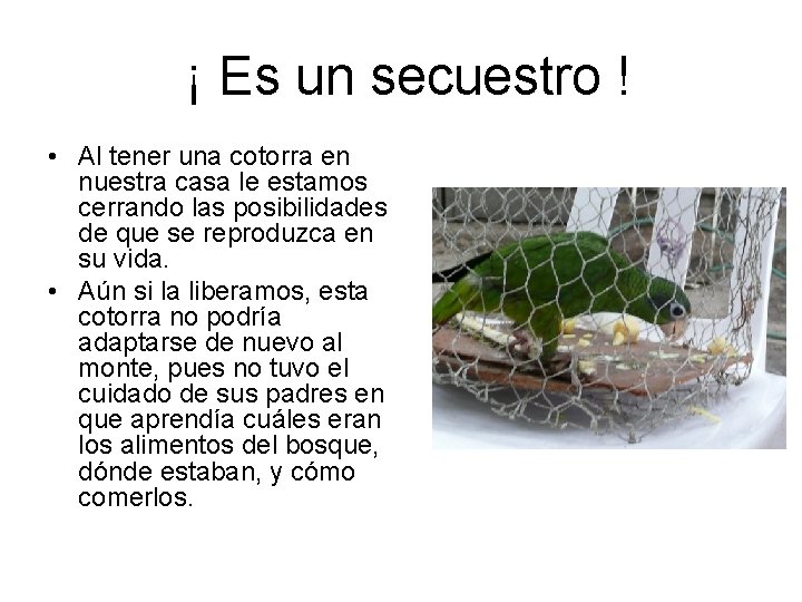  ¡ Es un secuestro ! • Al tener una cotorra en nuestra casa