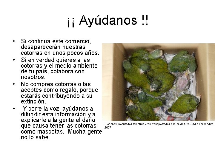 ¡¡ Ayúdanos !! • Si continua este comercio, desaparecerán nuestras cotorras en unos pocos