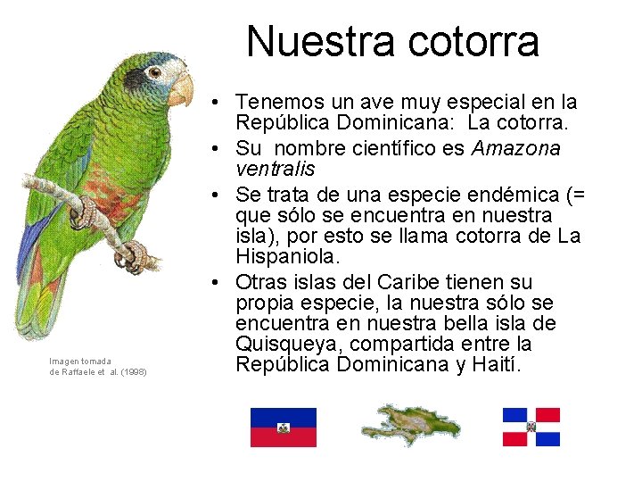  Nuestra cotorra Imagen tomada de Raffaele et al. (1998) • Tenemos un ave