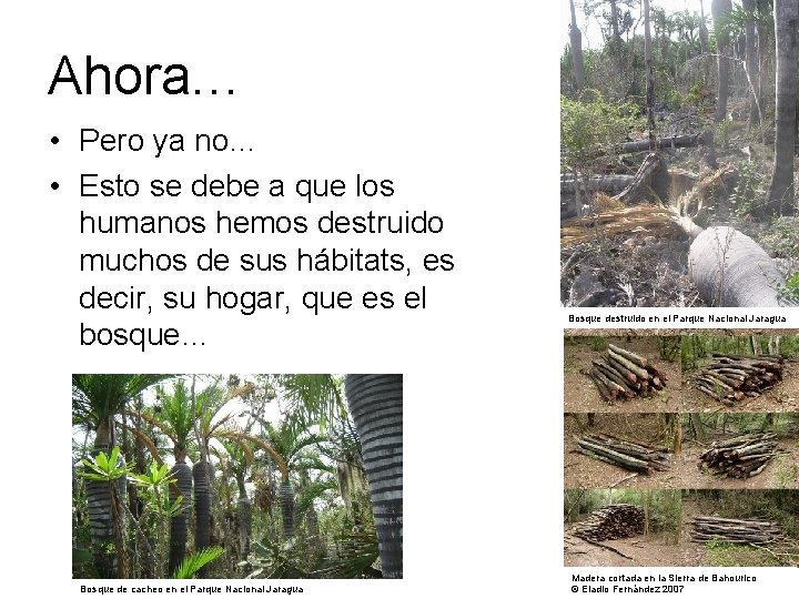Ahora… • Pero ya no… • Esto se debe a que los humanos hemos