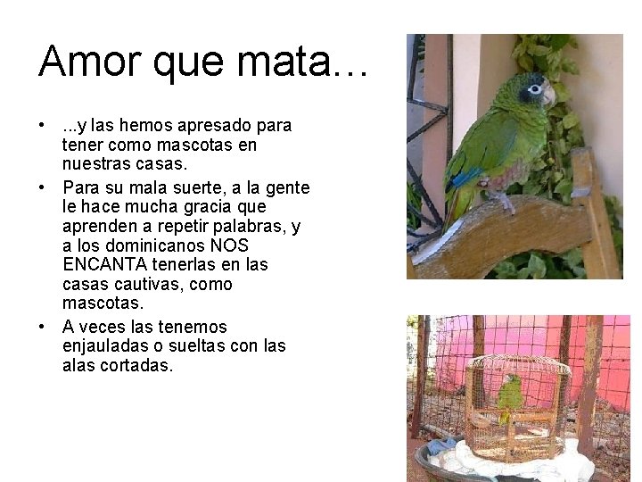 Amor que mata… • . . . y las hemos apresado para tener como