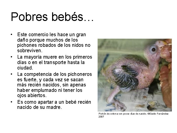 Pobres bebés… • Este comercio les hace un gran daño porque muchos de los