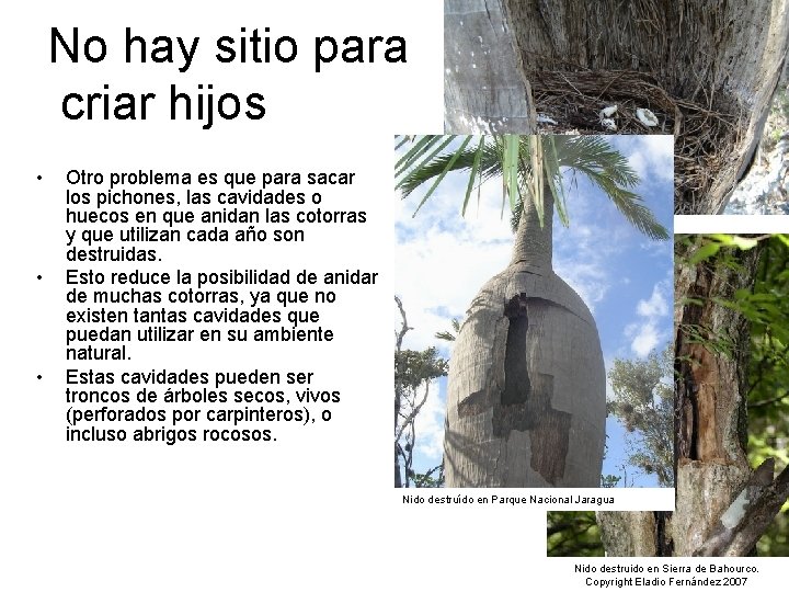 No hay sitio para criar hijos • • • Otro problema es que para