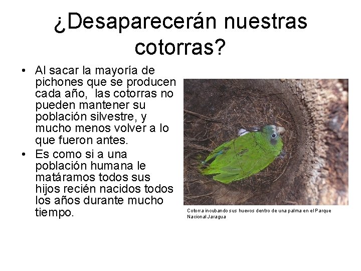 ¿Desaparecerán nuestras cotorras? • Al sacar la mayoría de pichones que se producen cada