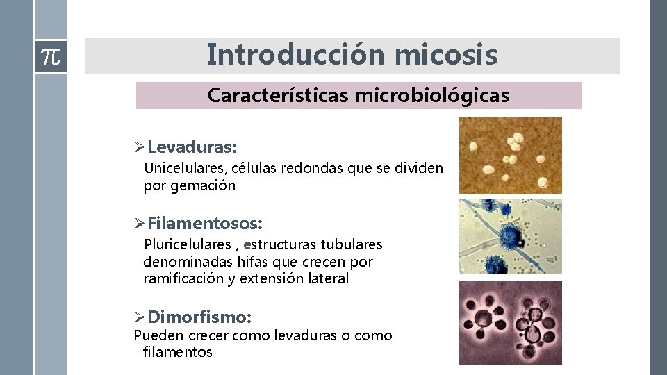 Introducción micosis Características microbiológicas ØLevaduras: Unicelulares, células redondas que se dividen por gemación ØFilamentosos: Introducción micosis Características microbiológicas ØLevaduras: Unicelulares, células redondas que se dividen por gemación ØFilamentosos: