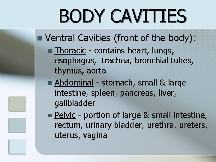 BODY CAVITIES n Ventral Cavities (front of the body): Thoracic - contains heart, lungs,