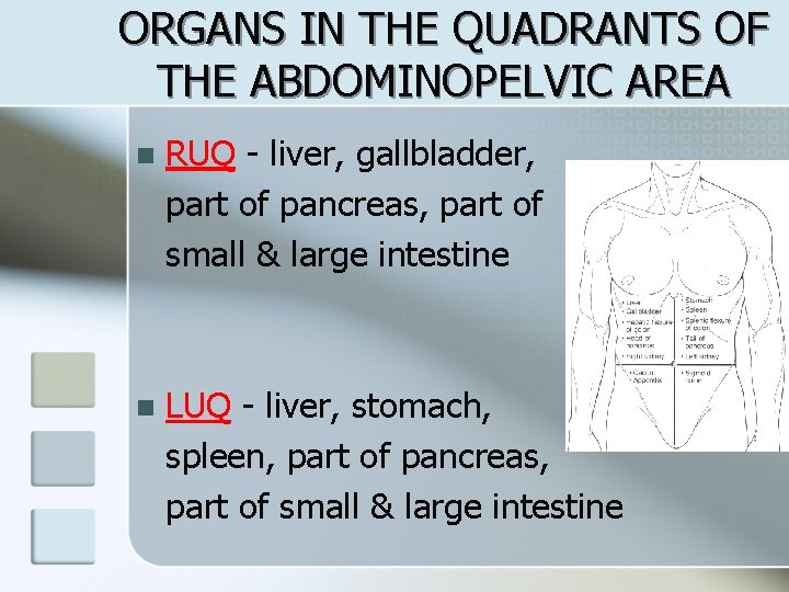 ORGANS IN THE QUADRANTS OF THE ABDOMINOPELVIC AREA n RUQ - liver, gallbladder, part