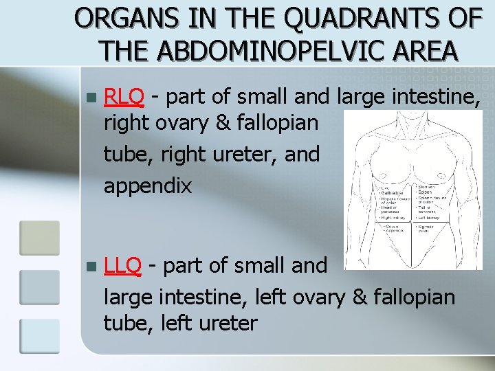 ORGANS IN THE QUADRANTS OF THE ABDOMINOPELVIC AREA n RLQ - part of small