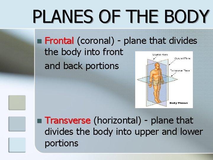 PLANES OF THE BODY n Frontal (coronal) - plane that divides the body into