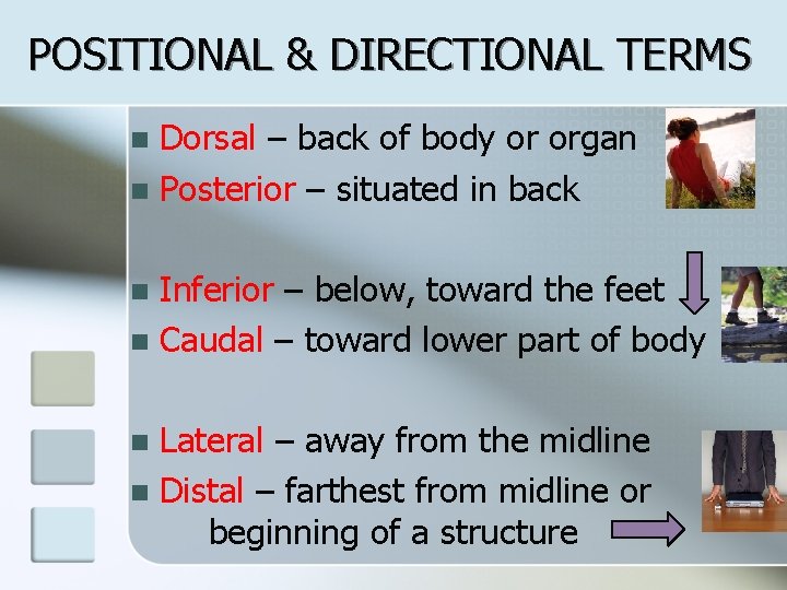 POSITIONAL & DIRECTIONAL TERMS Dorsal – back of body or organ n Posterior –