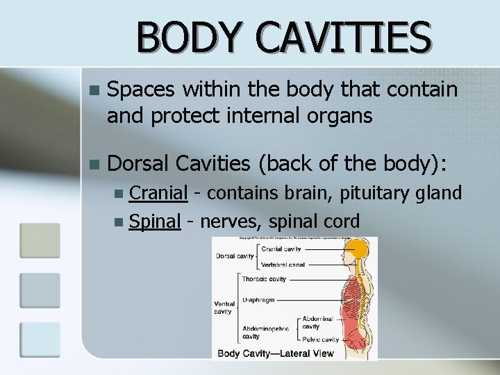 BODY CAVITIES n Spaces within the body that contain and protect internal organs n