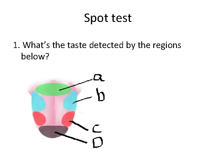 Spot test 1. What’s the taste detected by the regions below? 