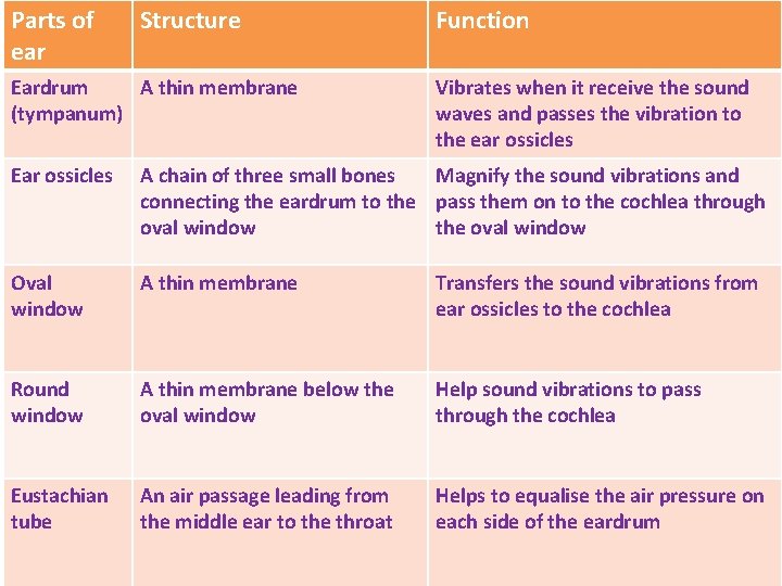 Parts of ear Structure Eardrum A thin membrane (tympanum) Function Vibrates when it receive