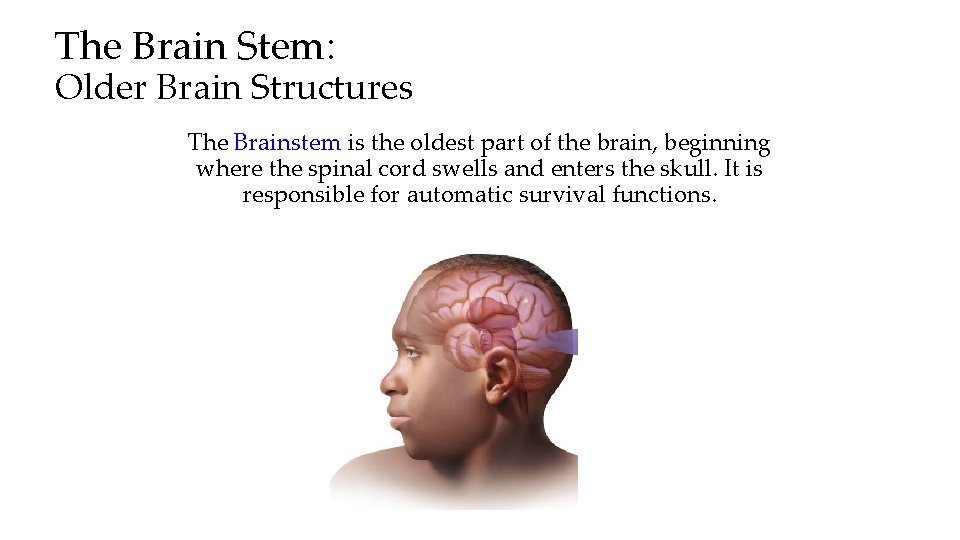 The Brain Stem: Older Brain Structures The Brainstem is the oldest part of the