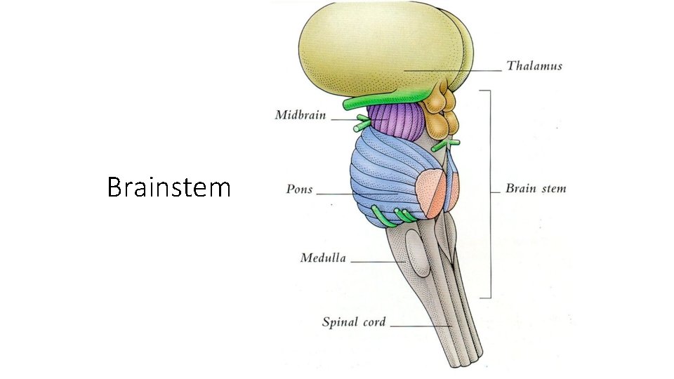 Brainstem 