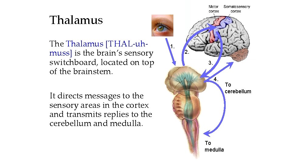 Thalamus The Thalamus [THAL-uhmuss] is the brain’s sensory switchboard, located on top of the