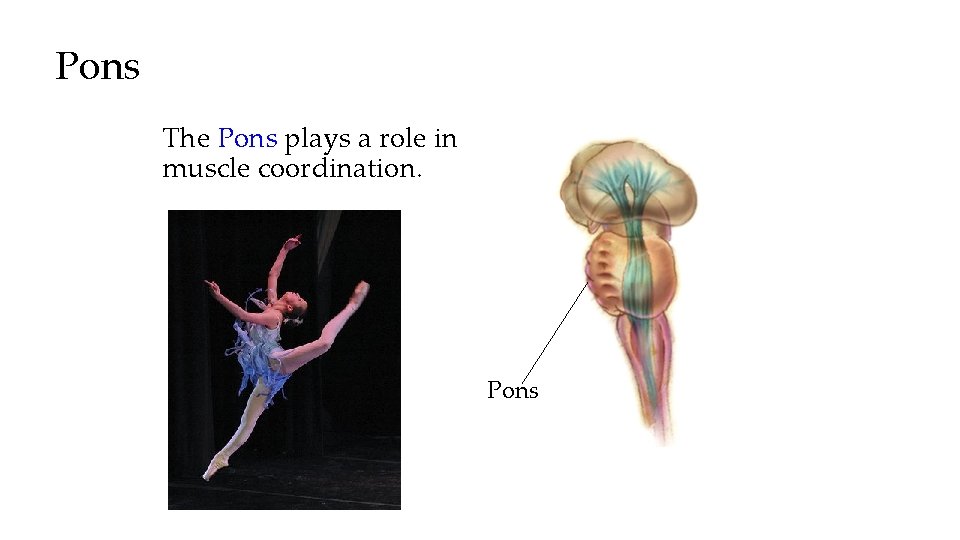 Pons The Pons plays a role in muscle coordination. Pons 