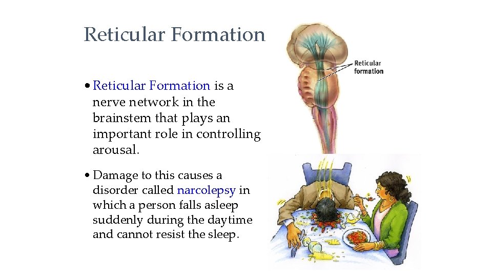 Reticular Formation • Reticular Formation is a nerve network in the brainstem that plays