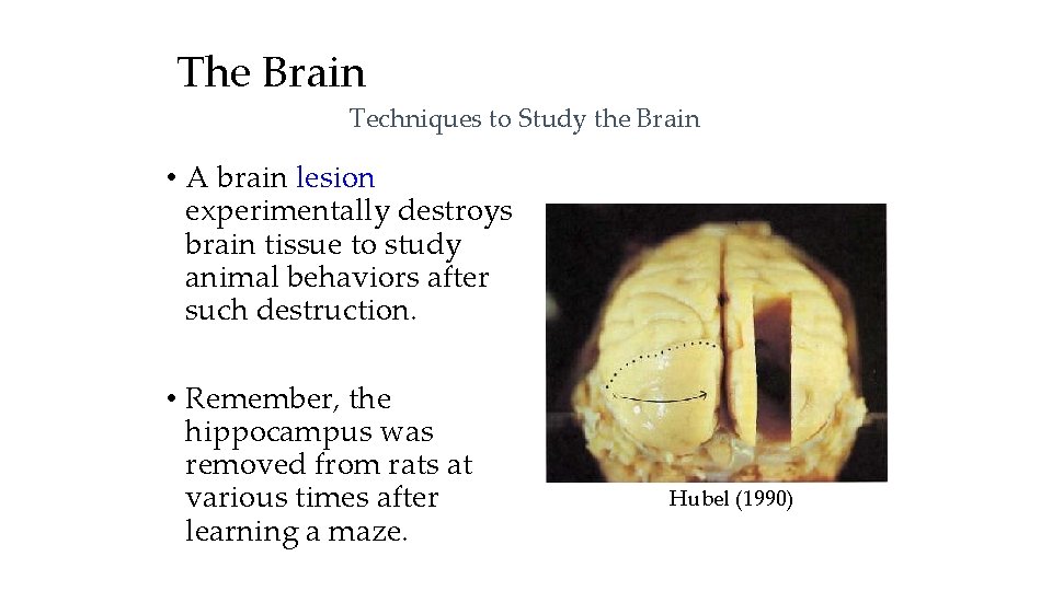 The Brain Techniques to Study the Brain • A brain lesion experimentally destroys brain