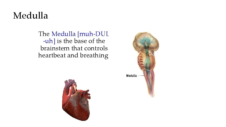 Medulla The Medulla [muh-DUL -uh] is the base of the brainstem that controls heartbeat