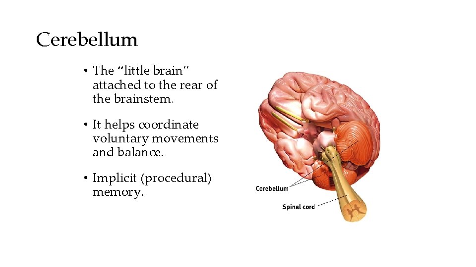 Cerebellum • The “little brain” attached to the rear of the brainstem. • It