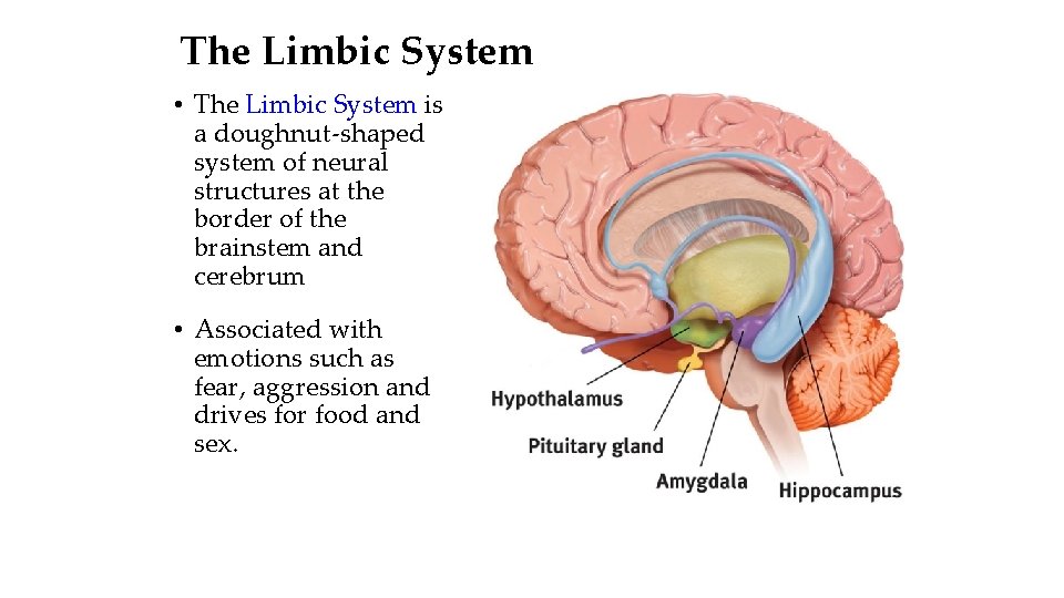 The Limbic System • The Limbic System is a doughnut-shaped system of neural structures