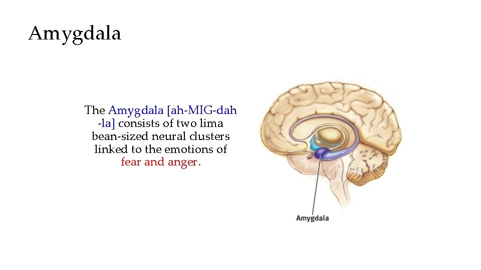 Amygdala The Amygdala [ah-MIG-dah -la] consists of two lima bean-sized neural clusters linked to