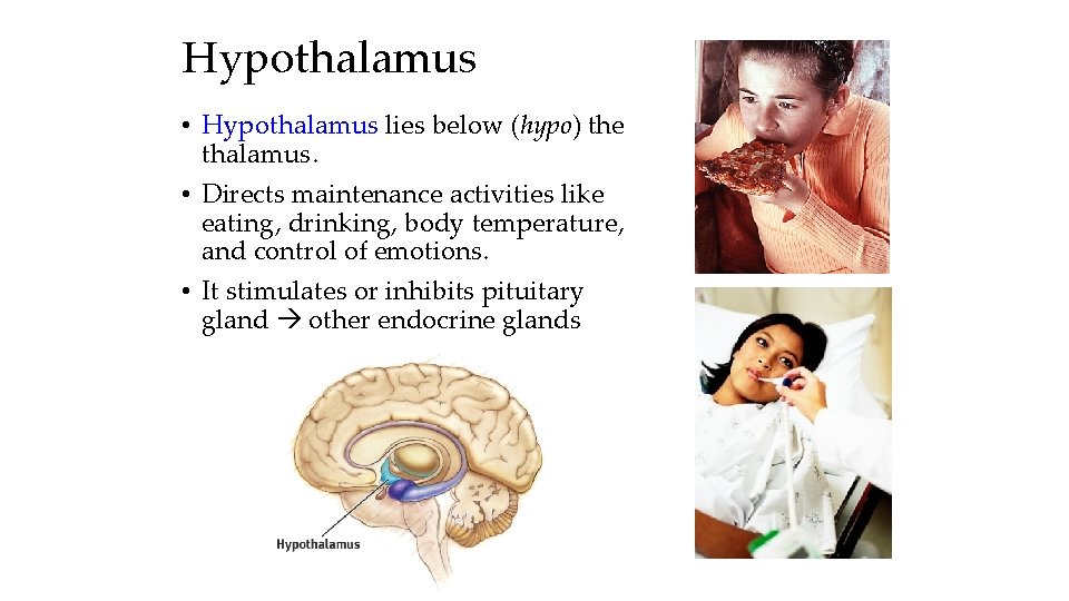 Hypothalamus • Hypothalamus lies below (hypo) the thalamus. • Directs maintenance activities like eating,