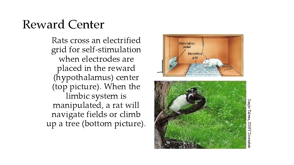 Reward Center Sanjiv Talwar, SUNY Downstate Rats cross an electrified grid for self-stimulation when