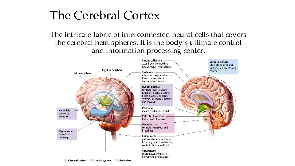 The Cerebral Cortex The intricate fabric of interconnected neural cells that covers the cerebral