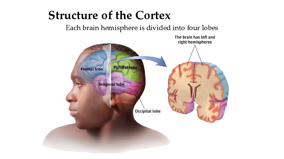 Structure of the Cortex Each brain hemisphere is divided into four lobes 