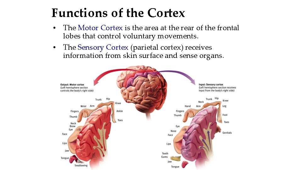 Functions of the Cortex • The Motor Cortex is the area at the rear