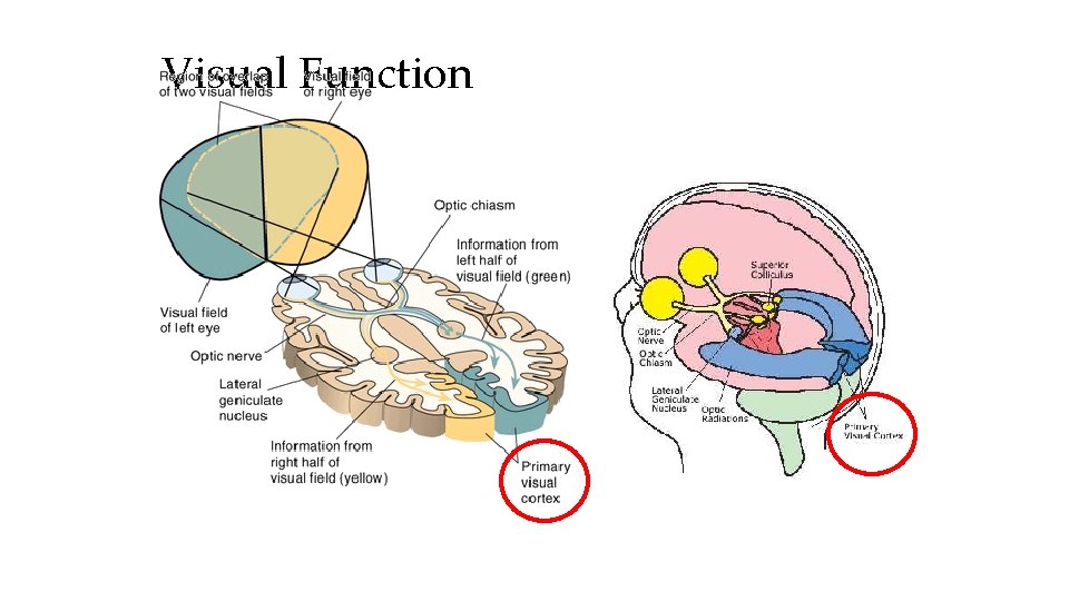 Visual Function 