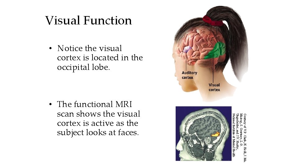 Visual Function • Notice the visual cortex is located in the occipital lobe. Courtesy