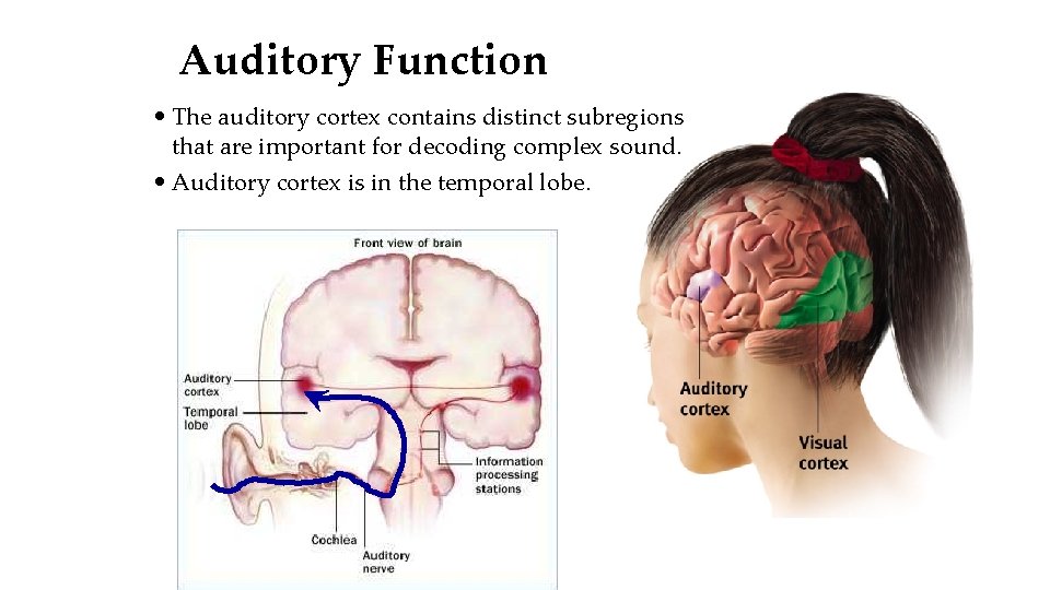 Auditory Function • The auditory cortex contains distinct subregions that are important for decoding