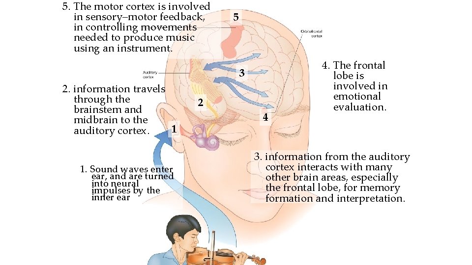 5. The motor cortex is involved in sensory–motor feedback, in controlling movements needed to