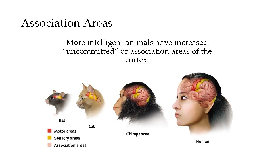 Association Areas More intelligent animals have increased “uncommitted” or association areas of the cortex.
