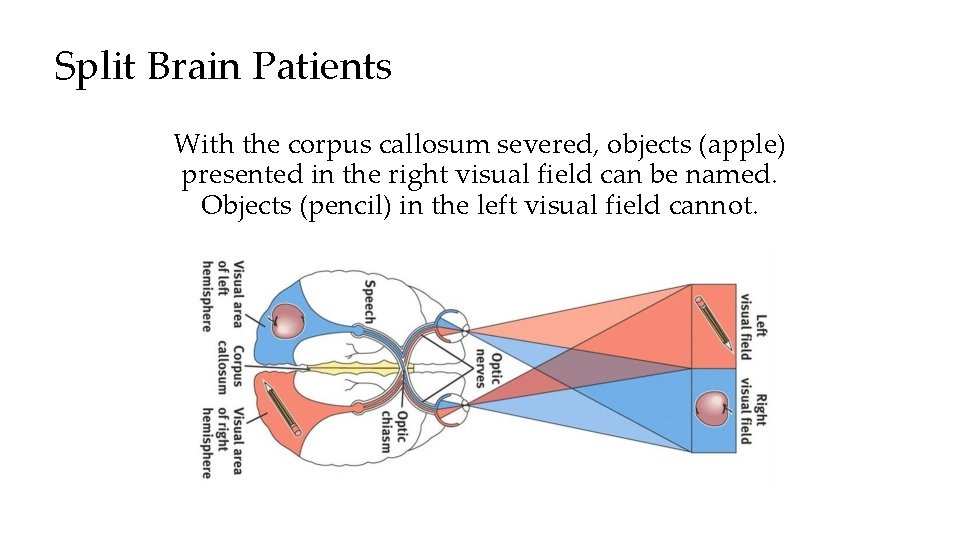 Split Brain Patients With the corpus callosum severed, objects (apple) presented in the right