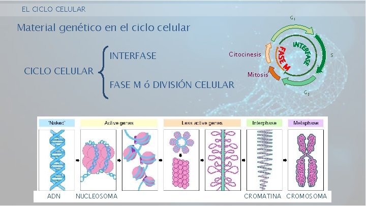 EL CICLO CELULAR G 1 Material genético en el ciclo celular INTERFASE CICLO CELULAR