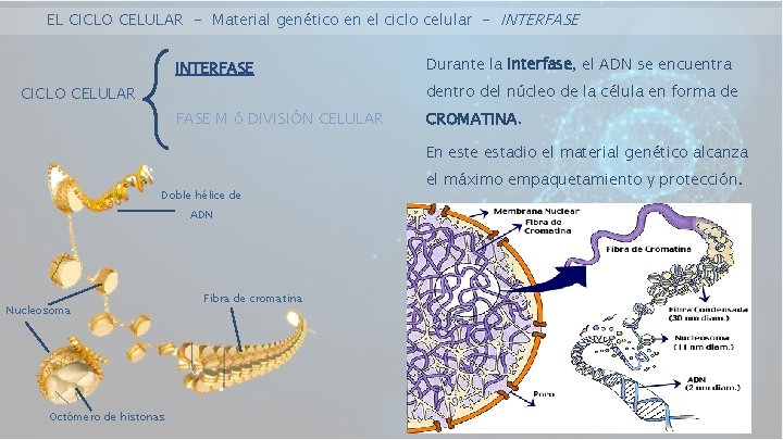 EL CICLO CELULAR - Material genético en el ciclo celular - INTERFASE Durante la