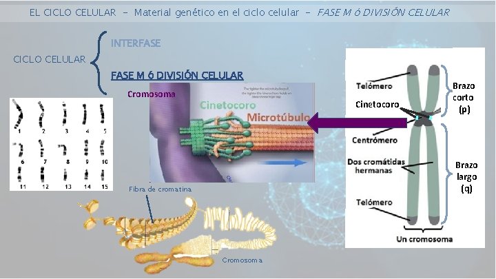 EL CICLO CELULAR - Material genético en el ciclo celular - FASE M ó