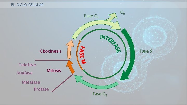 EL CICLO CELULAR Fase G 1 Citocinesis Telofase Anafase Fase S Mitosis Metafase Profase