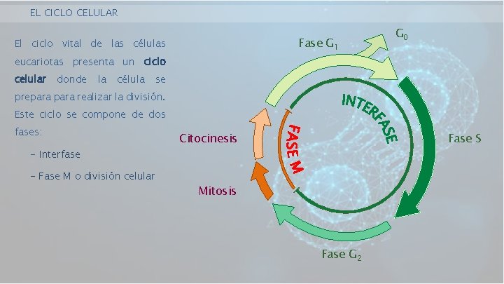 EL CICLO CELULAR Fase G 1 El ciclo vital de las células G 0
