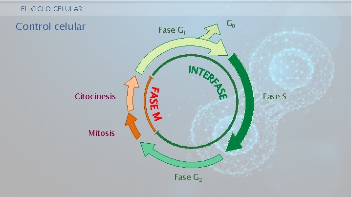 EL CICLO CELULAR Control celular Fase G 1 Citocinesis G 0 Fase S Mitosis