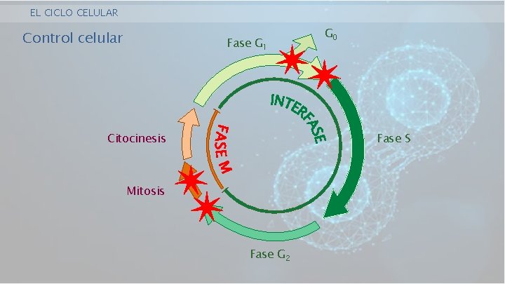 EL CICLO CELULAR Control celular Fase G 1 Citocinesis G 0 Fase S Mitosis