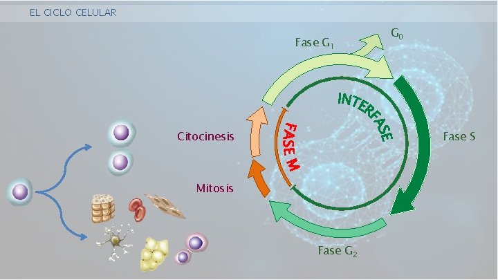 EL CICLO CELULAR Fase G 1 Citocinesis G 0 Fase S Mitosis Fase G